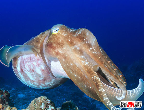 十大海洋恐怖生物,石头鱼一刺使人中毒直到死亡(伪装极强)