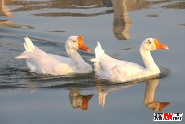 什么是鸭大舌病?鸭大舌病的预防和治疗(夏季发病率极高)