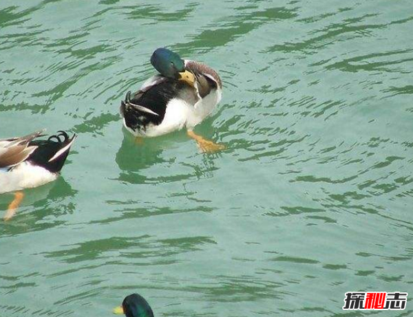 什么是鸭大舌病?鸭大舌病的预防和治疗(夏季发病率极高)