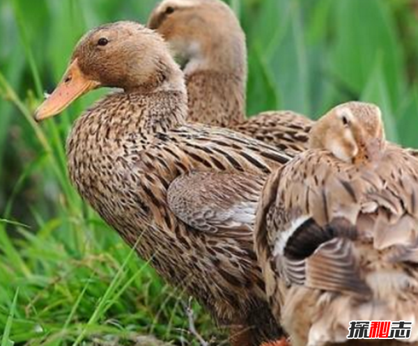 什么是鸭大舌病?鸭大舌病的预防和治疗(夏季发病率极高)