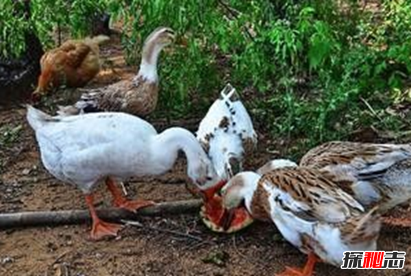 什么是鸭大舌病?鸭大舌病的预防和治疗(夏季发病率极高)