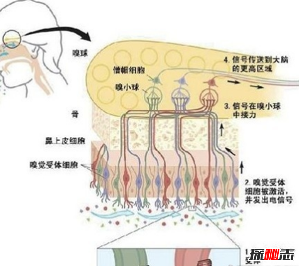 人体丹香之谜,元代气功大师遗体“异香终口不散”