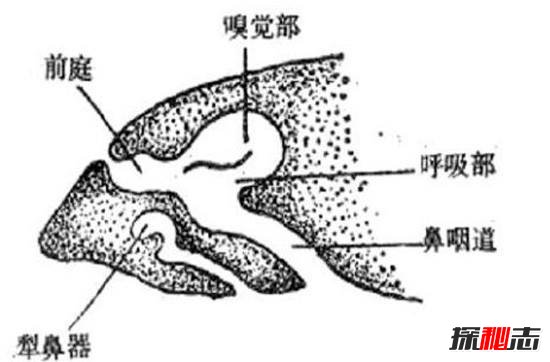 犁鼻器