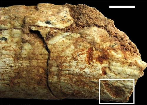 考古学家发现50万年前被动物咬死的人类的骨头