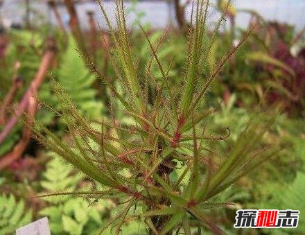 自然界十大食肉植物，捕蝇草（苍蝇的地狱）