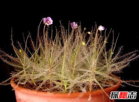 自然界十大食肉植物，捕蝇草（苍蝇的地狱）