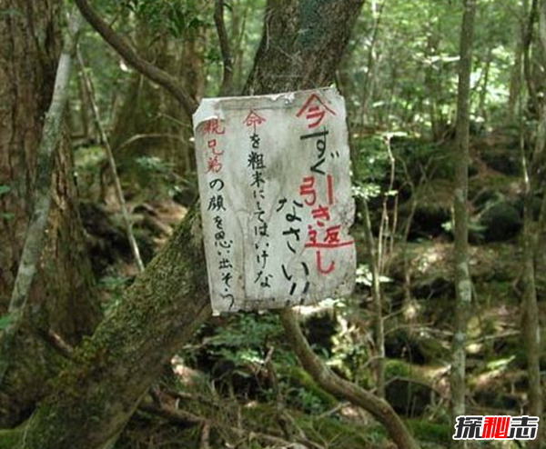 富士山下为什么恐怖?自杀死亡人数成百上千