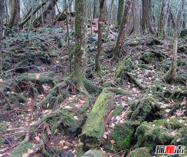 富士山下为什么恐怖?自杀死亡人数成百上千