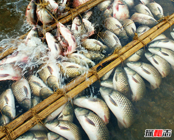 福建弓鱼不死之谜，活鱼离水还能保鲜存活(可达二三十小时)