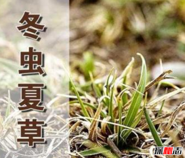 揭开冬虫夏草之谜,冬虫夏草真的是神药?