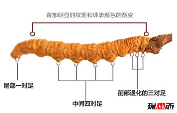 揭开冬虫夏草之谜,冬虫夏草真的是神药?