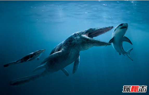 深海1万米巨型生物之谜,大多都吃垃圾(附20张深海奇特生物)