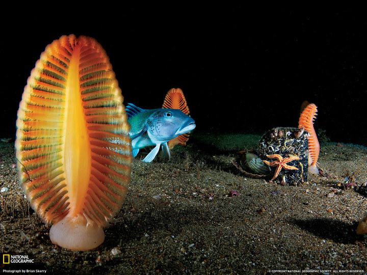 深海1万米巨型生物之谜,大多都吃垃圾(附20张深海奇特生物)