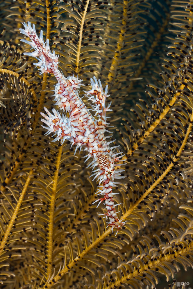 深海1万米巨型生物之谜,大多都吃垃圾(附20张深海奇特生物)