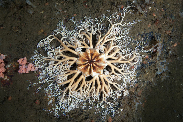 深海1万米巨型生物之谜,大多都吃垃圾(附20张深海奇特生物)