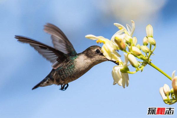 吸蜜蜂鸟